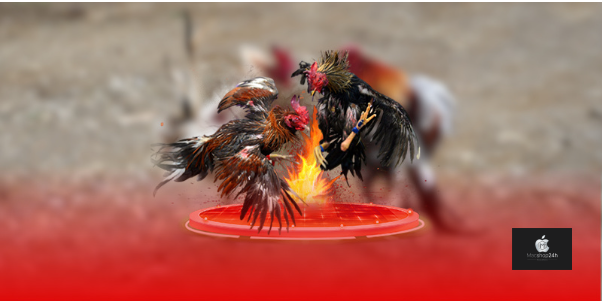 Sabong67 – Địa chỉ uy tín hàng đầu cho đá gà trực tiếp Thomo