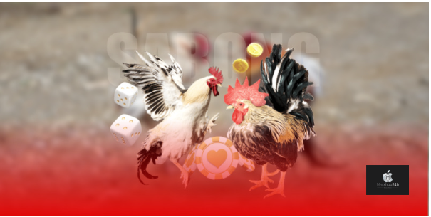 Video đá gà chất lượng – tổng hợp những trận Thomo đỉnh cao